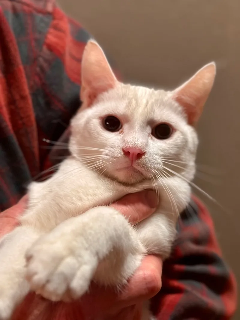 A young medium-sized male Oriental Short Hair cat named Alabaster Snow Cotton Gardenia for adoption in Pomona, CA