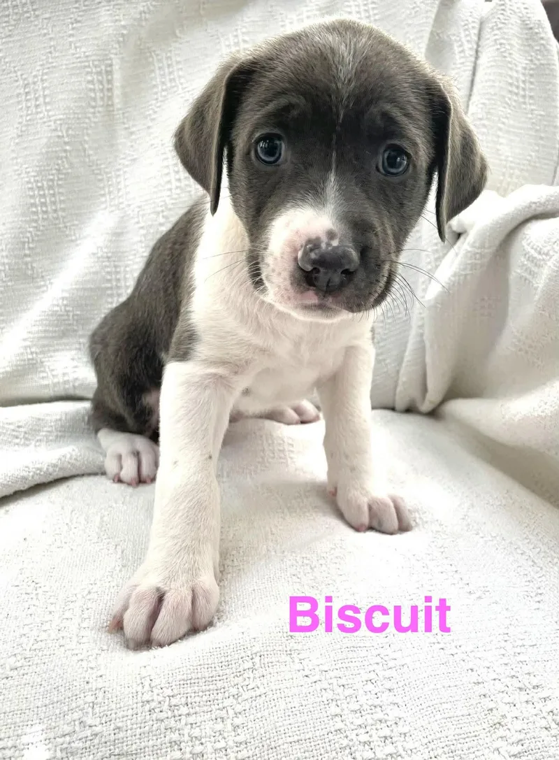 Biscuit
