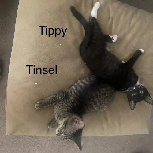 A young small-sized female Gray / Blue / Silver Domestic Short Hair cat named Tinsel for adoption in Seven Valleys, PA