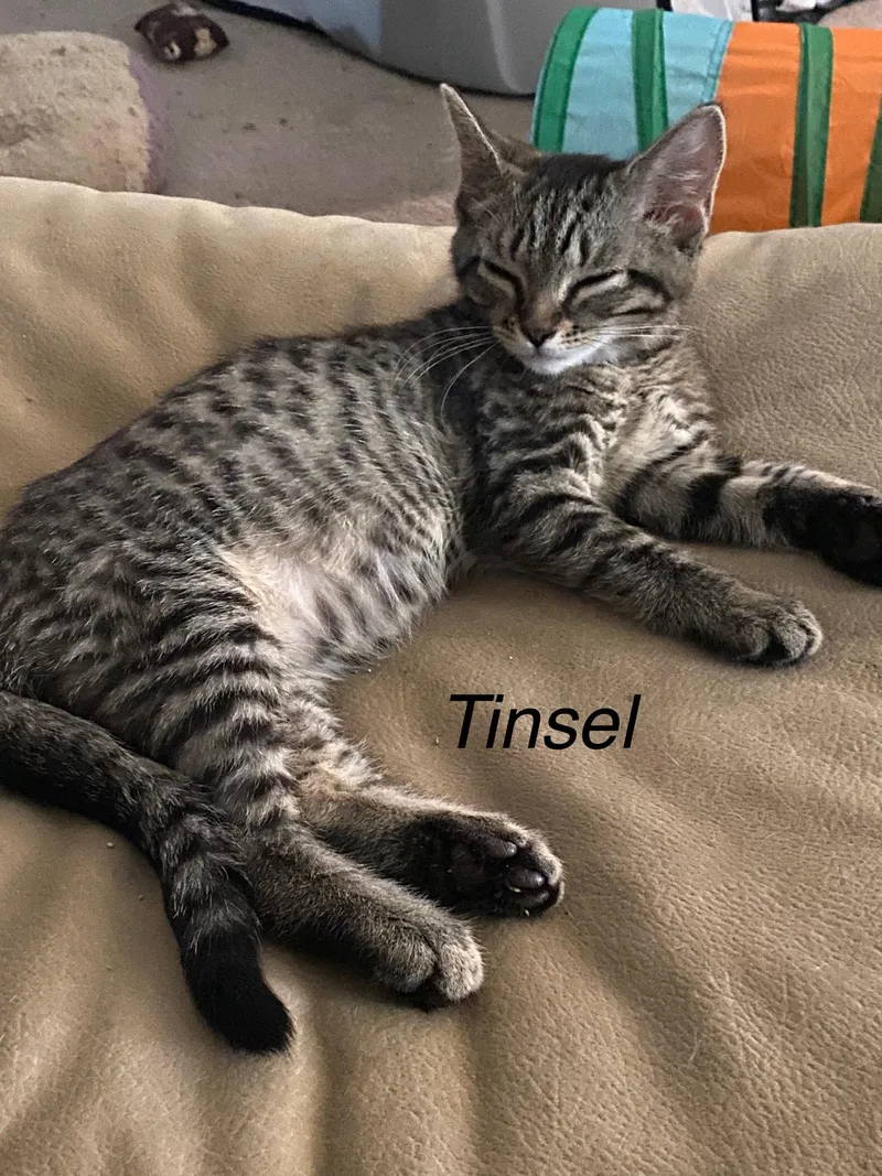 Tinsel thumbnail 3