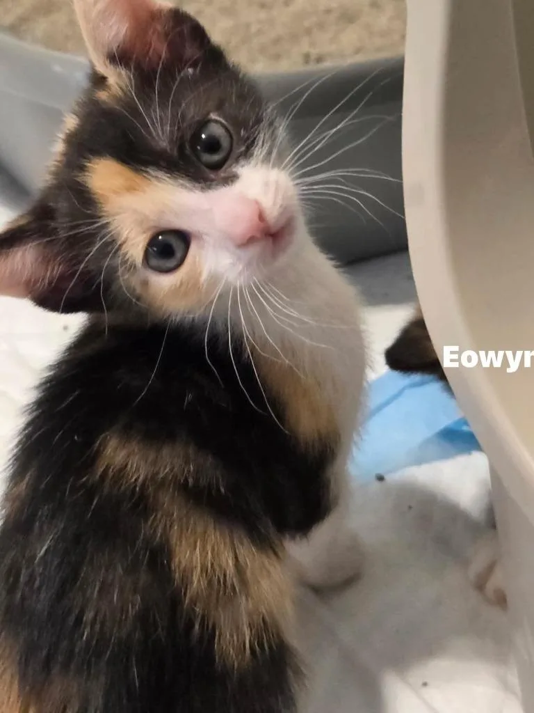 A baby small-sized female Domestic Short Hair cat named Eowyn for adoption in Darien, GA