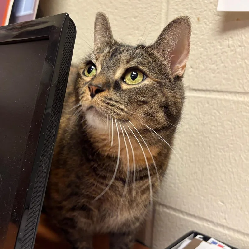 An adult extra large-sized female Tortoiseshell Domestic Short Hair cat named Catrina for adoption in Fairport, NY