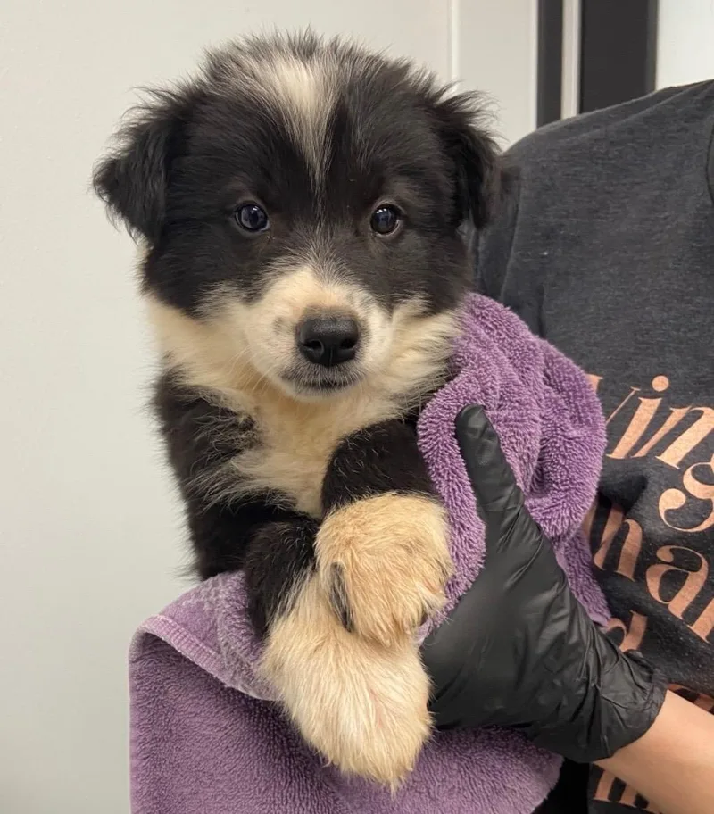 A baby medium-sized female Border Collie dog named Spears for adoption in Copiague, NY