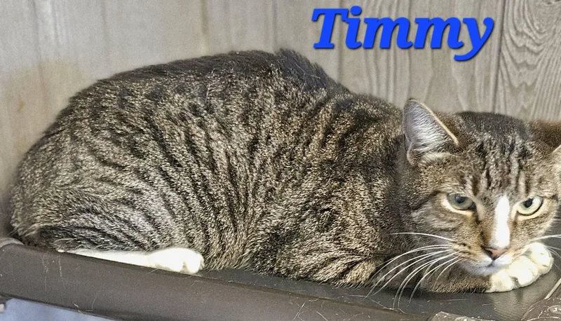 An adult medium-sized male Gray / Blue / Silver Tabby cat named Timmy for adoption in Macon, GA