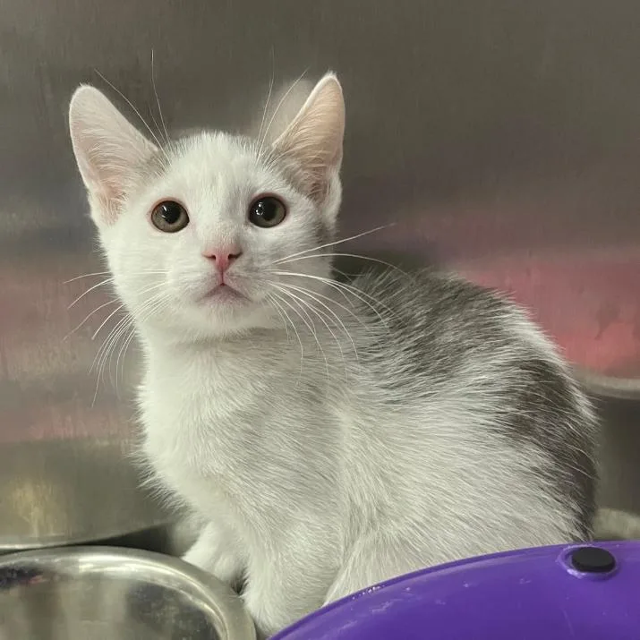 A baby small-sized male White Domestic Short Hair cat named Rolodex for adoption in Los Angeles, CA