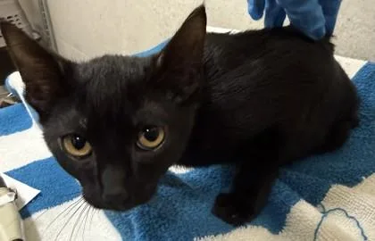 A baby small-sized female Domestic Short Hair cat named Ember for adoption in Honolulu, HI