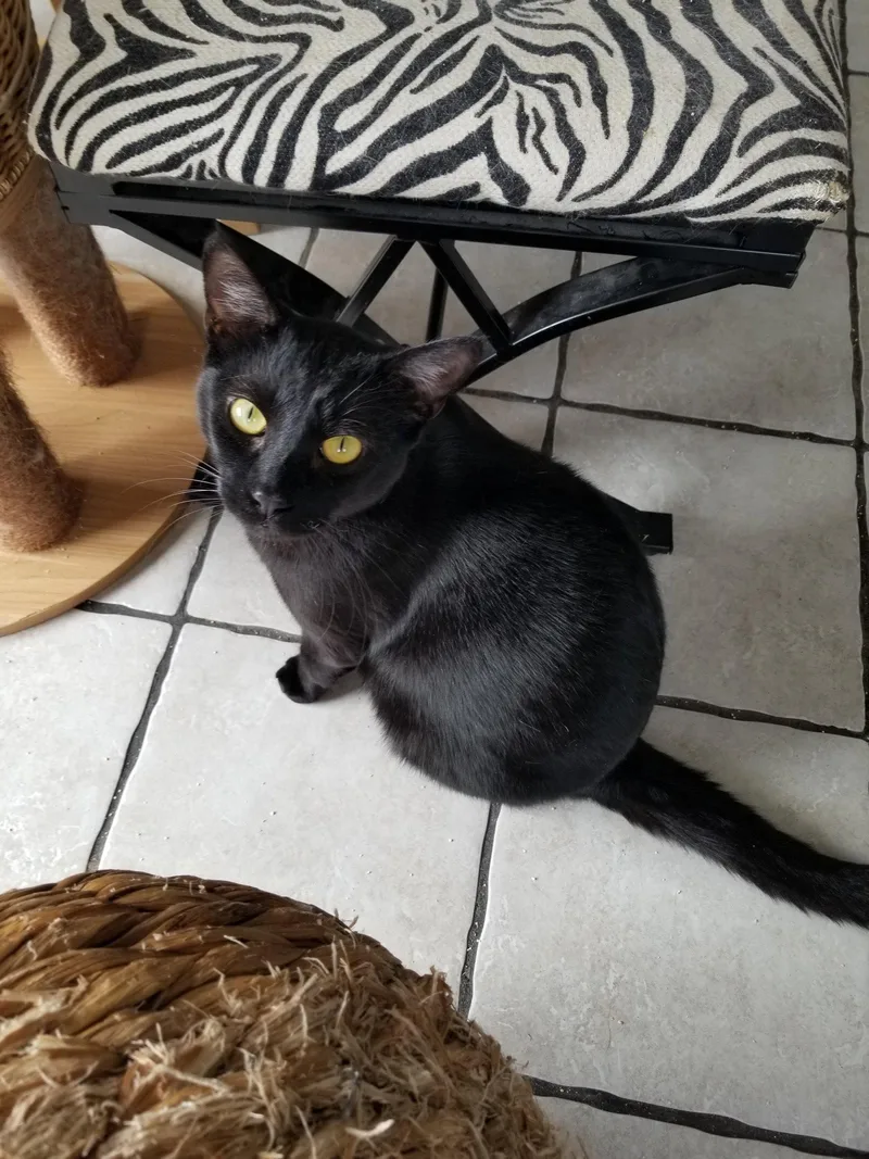 A young medium-sized male Bombay cat named Webster and Felix for adoption in Buena Park, CA