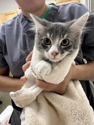 A baby medium-sized male Domestic Short Hair cat named Ascent for adoption in Sacramento, CA