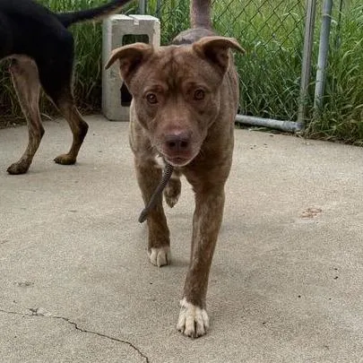 An adult large-sized male Yellow / Tan / Blond / Fawn Mixed Breed dog named Francisco  Ramone for adoption in Owosso, MI