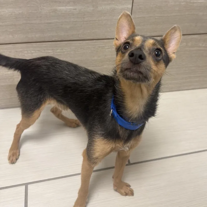 An adult small-sized male Black Chihuahua dog named Gizmo for adoption in Albuquerque, NM