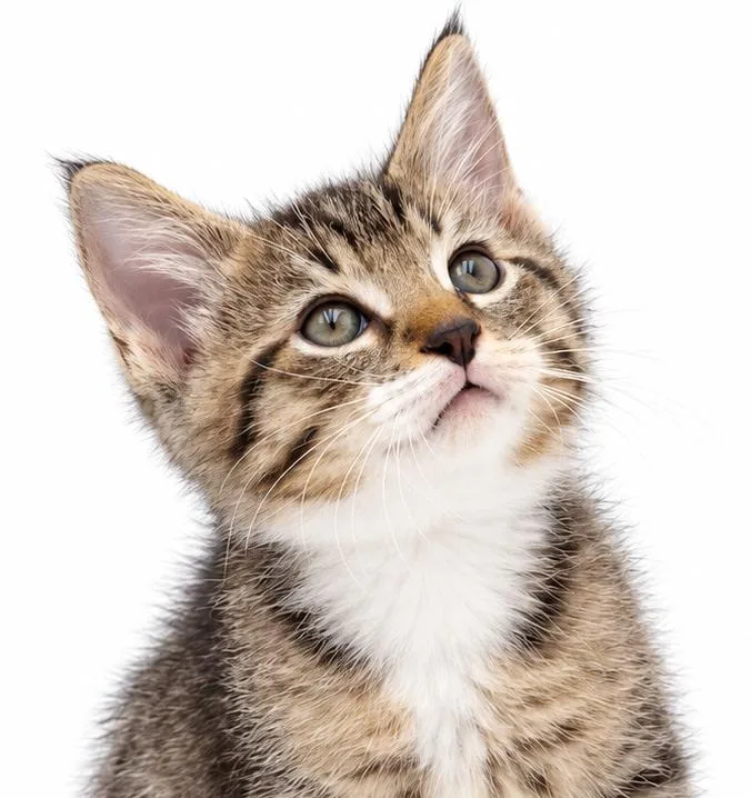 A baby small-sized male White Bengal cat named Pear is a jewel for adoption in Bedford Hills, NY
