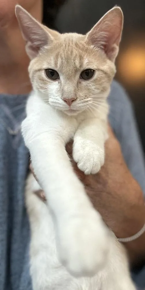 A baby small-sized male Domestic Short Hair cat named Snickers ME for adoption in Greenville, SC