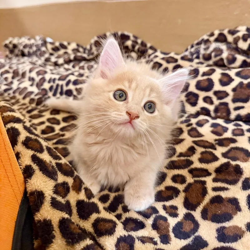 A baby small-sized male Buff / Tan / Fawn Domestic Short Hair cat named Tucson for adoption in Agoura Hills, CA