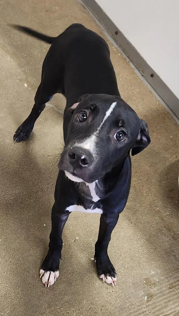 A baby medium-sized female Great Dane dog named Delilah for adoption in Belton, TX