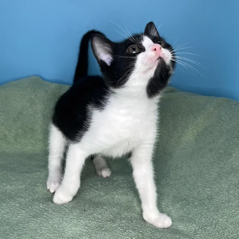 A baby small-sized female Black Domestic Short Hair cat named Smudge for adoption in San Antonio, TX