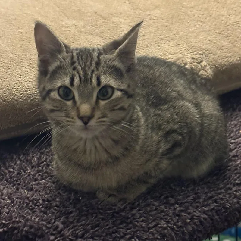 Piggles De Wiggles thumbnail 3