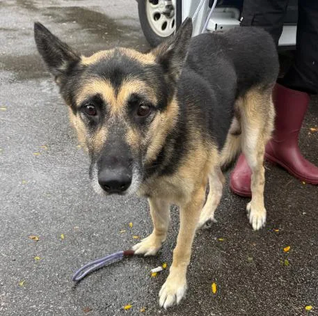An adult large-sized male Tricolor (Brown, Black, & White) German Shepherd Dog named Scott for adoption in Naperville, IL
