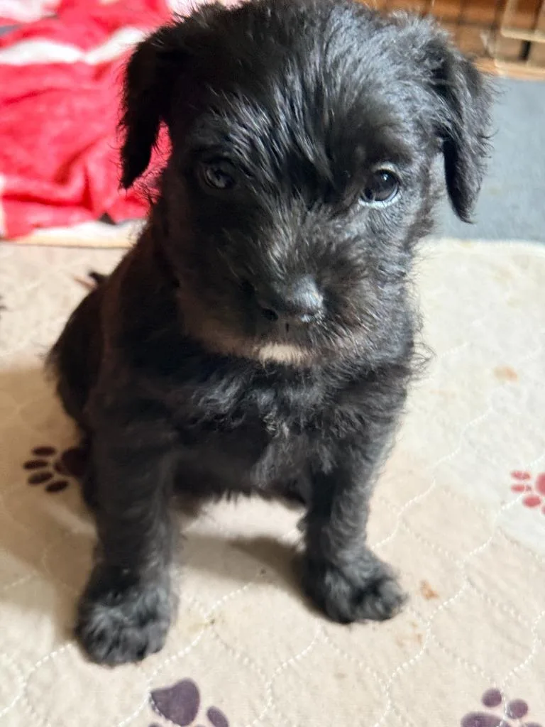 A baby medium-sized female Wheaten Terrier dog named Lyra for adoption in sun prairie, WI