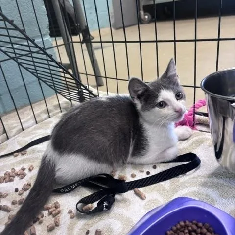 A young medium-sized male Gray & White Domestic Short Hair cat named Snots for adoption in Marion, NC