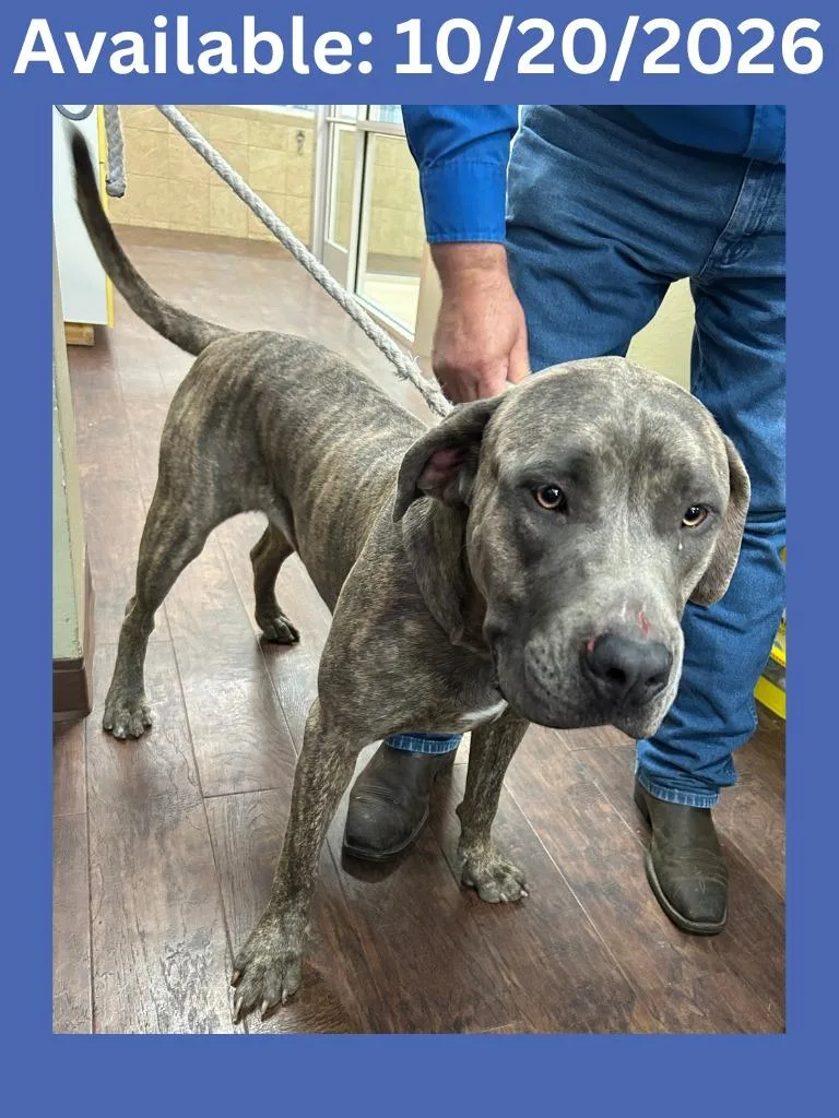 A young medium-sized male Cane Corso dog named Dog Kennel for adoption in Greenville, TX