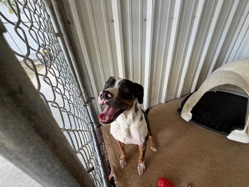 An adult large-sized male Catahoula Leopard Dog dog named Leonard the UnderDog for adoption in Ada, OK