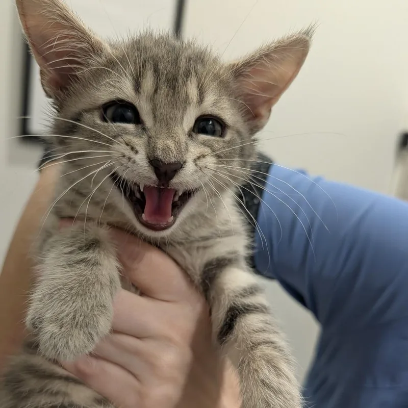 A baby small-sized male Gray / Blue / Silver Domestic Short Hair cat named Cantaloupe for adoption in Winston Salem, NC