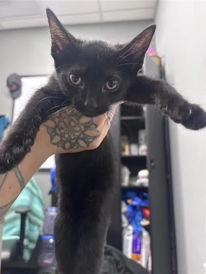 A baby small-sized female Domestic Short Hair cat named Doe for adoption in West Chester, PA