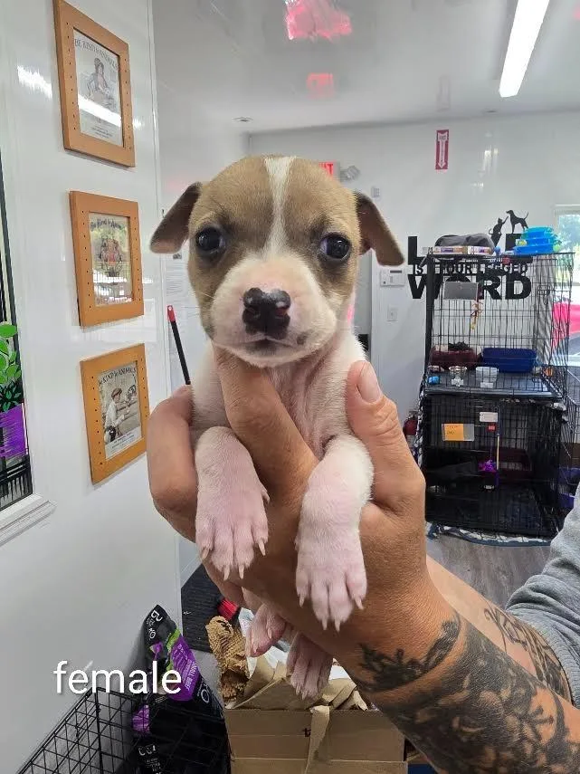 A baby small-sized female Mixed Breed dog named Mel for adoption in Glenfield, NY