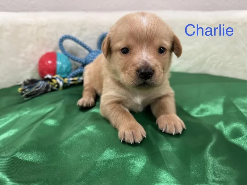 Cleghorn  Charlie thumbnail 5