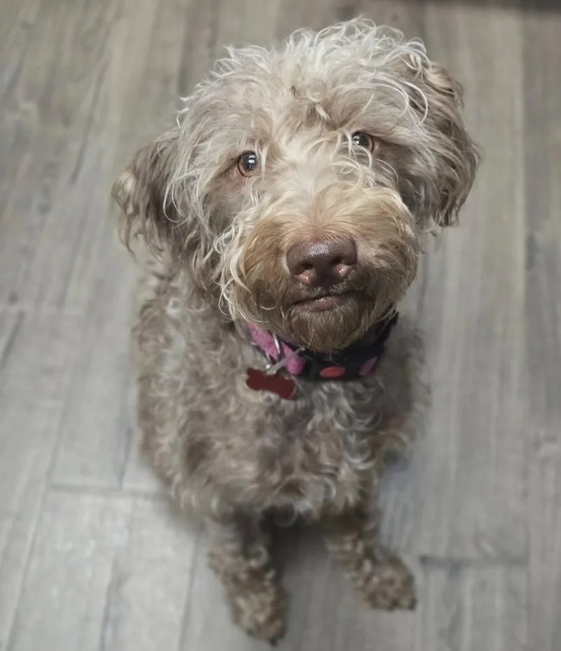 An adult medium-sized female Brown / Chocolate Poodle dog named Khloe for adoption in Sedalia, CO