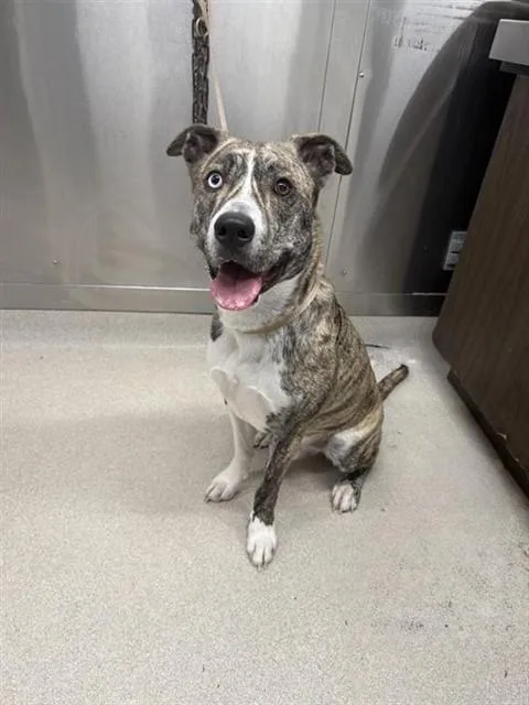 A young medium-sized male Husky dog named Petey for adoption in Fairbanks, AK