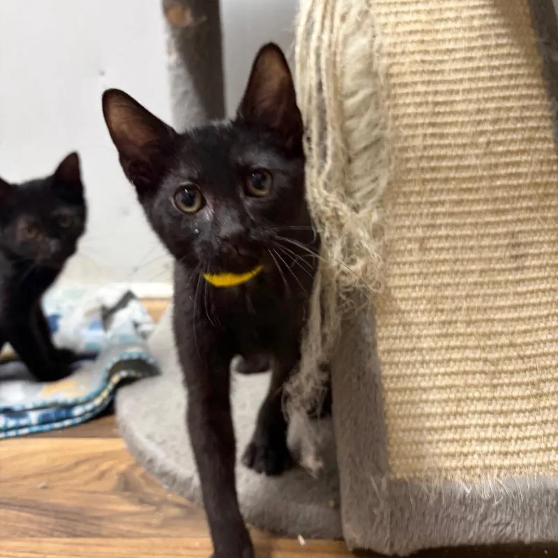 A baby small-sized male Black Domestic Short Hair cat named Merv for adoption in West Point, MS