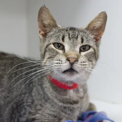 An adult medium-sized female Domestic Short Hair cat named Melba for adoption in Verona, WI