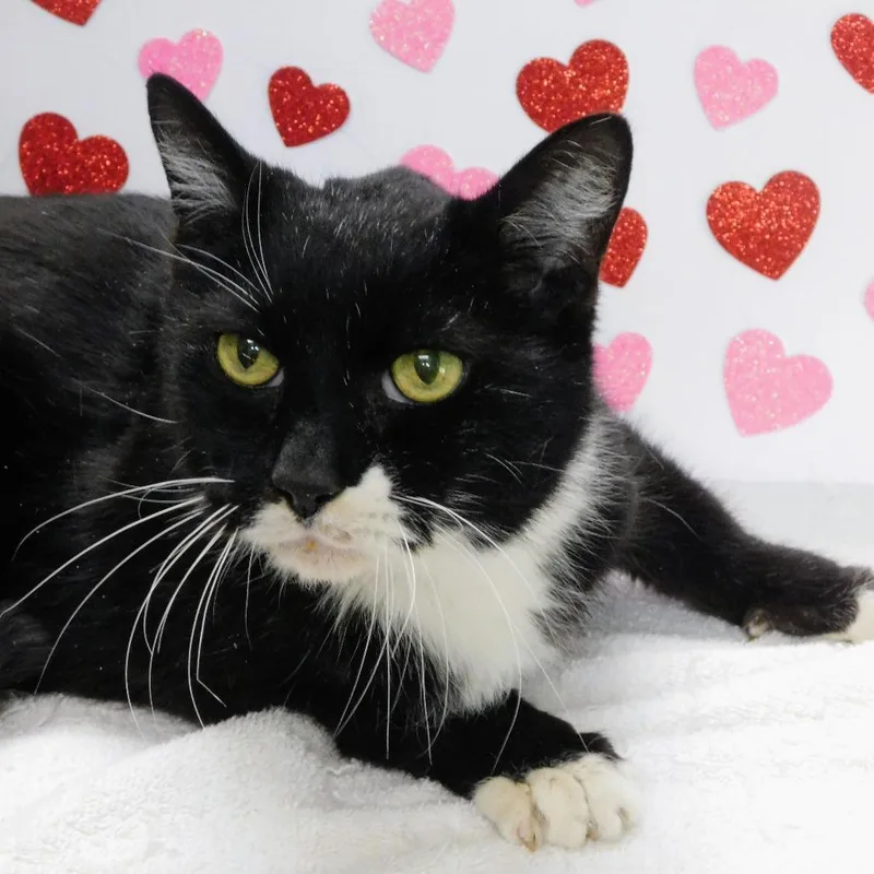 A senior medium-sized male Black Domestic Short Hair cat named Midnight for adoption in Peoria, IL