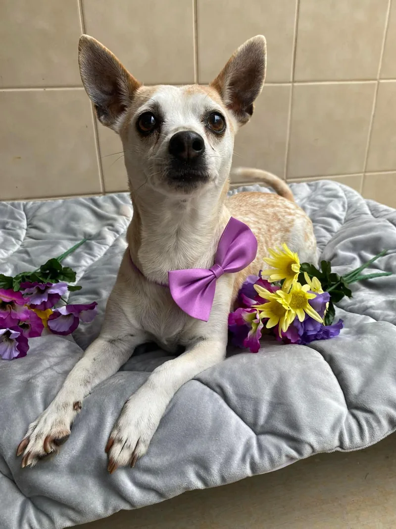 A senior small-sized female Chihuahua dog named Shyla for adoption in Kerrville, TX