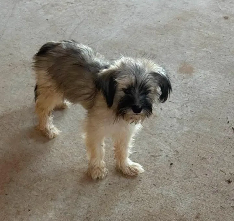 A young small-sized female Terrier dog named Faye for adoption in Grafton, WI