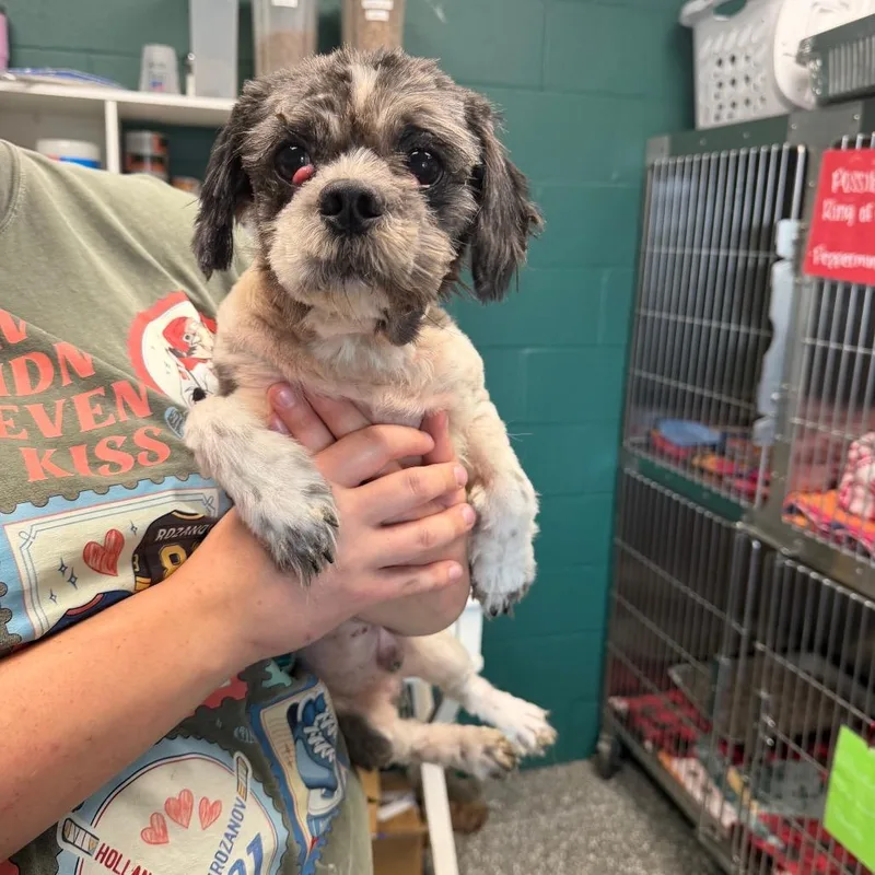 An adult small-sized male Gray / Blue / Silver Shih Tzu dog named Gizmo for adoption in Parkersburg, WV