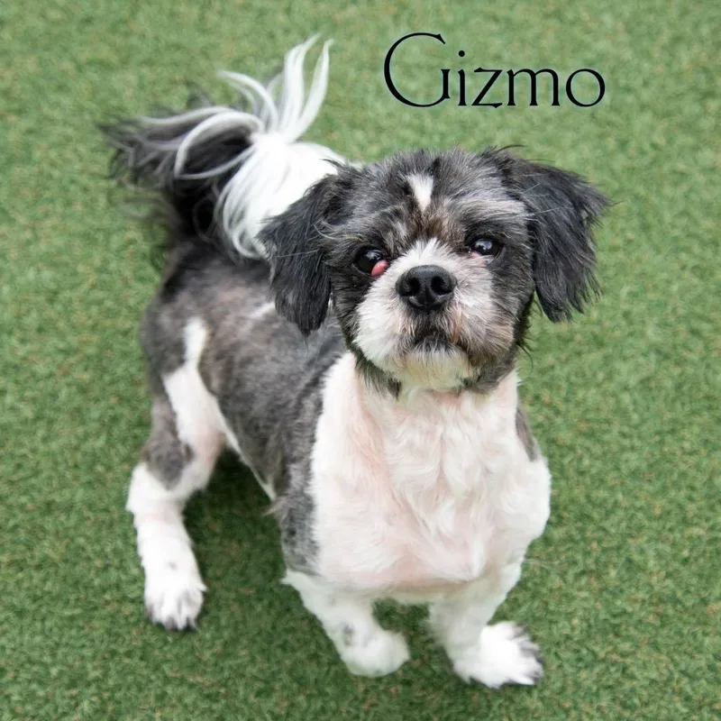 Gizmo thumbnail 2