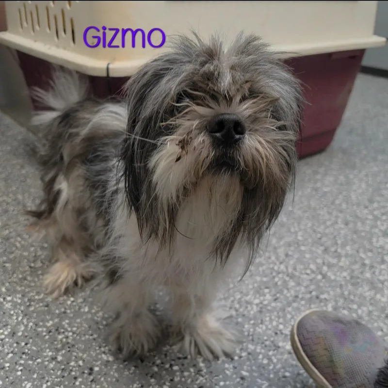 Gizmo thumbnail 3