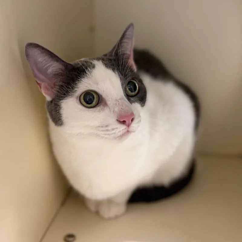 An adult large-sized female White Domestic Short Hair cat named Lucia for adoption in Sarasota, FL
