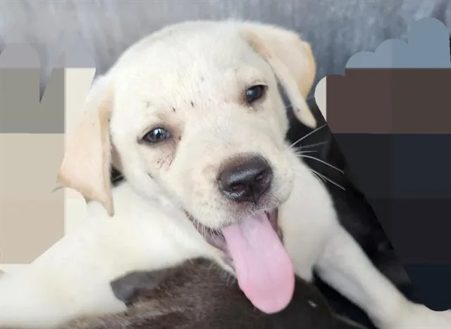 A baby small-sized female American Staffordshire Terrier dog named Mercury for adoption in San Antonio, TX