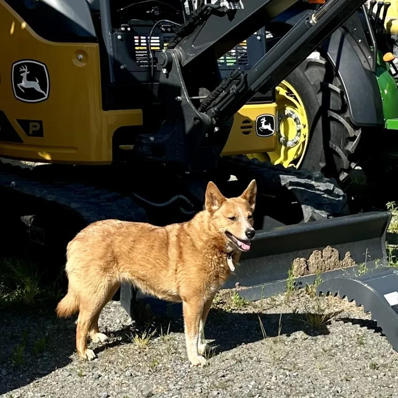 Cheyenne thumbnail 3