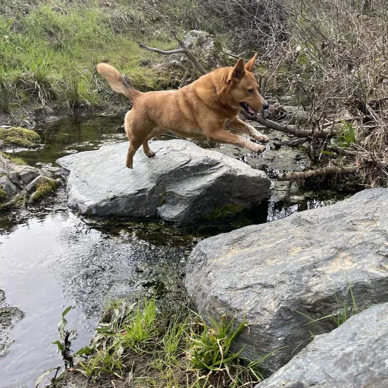 Cheyenne thumbnail 4