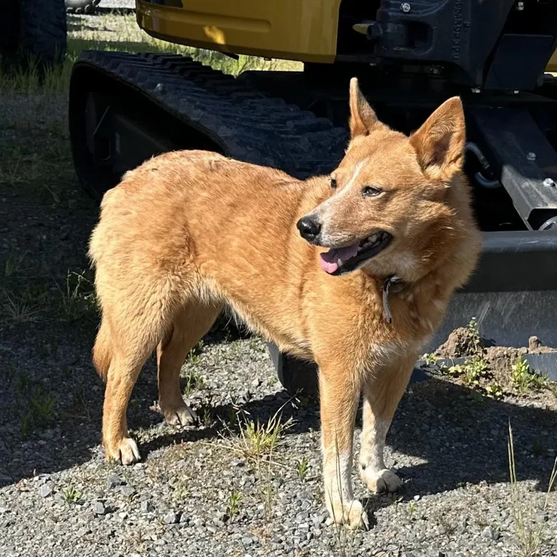 Cheyenne thumbnail 5