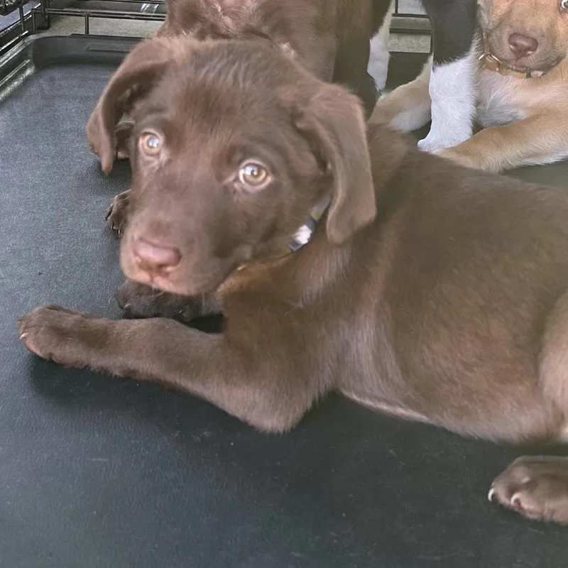 A baby medium-sized female Brown / Chocolate Labrador Retriever dog named Monica for adoption in Kissimmee, FL