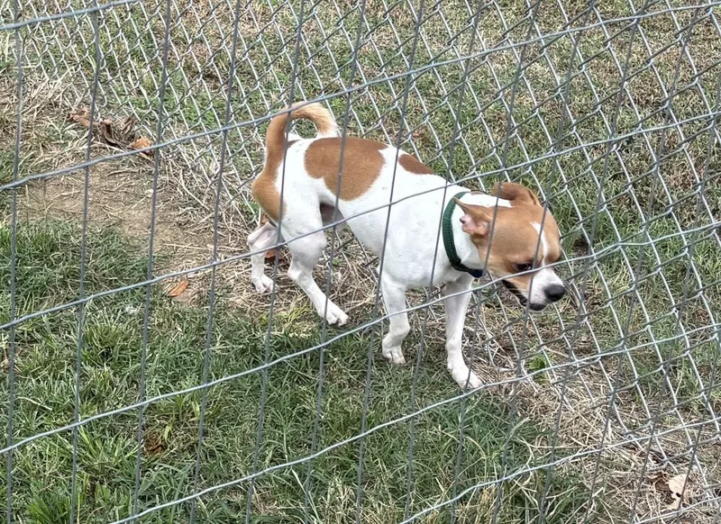 An adult small-sized male Boston Terrier dog named Neo for adoption in Bartlesville, OK