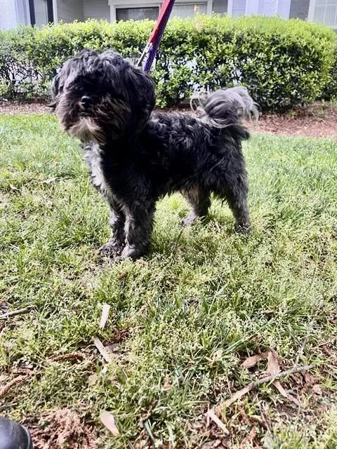 A young small-sized male Black Shih poo dog named Deuce for adoption in Tifton, GA