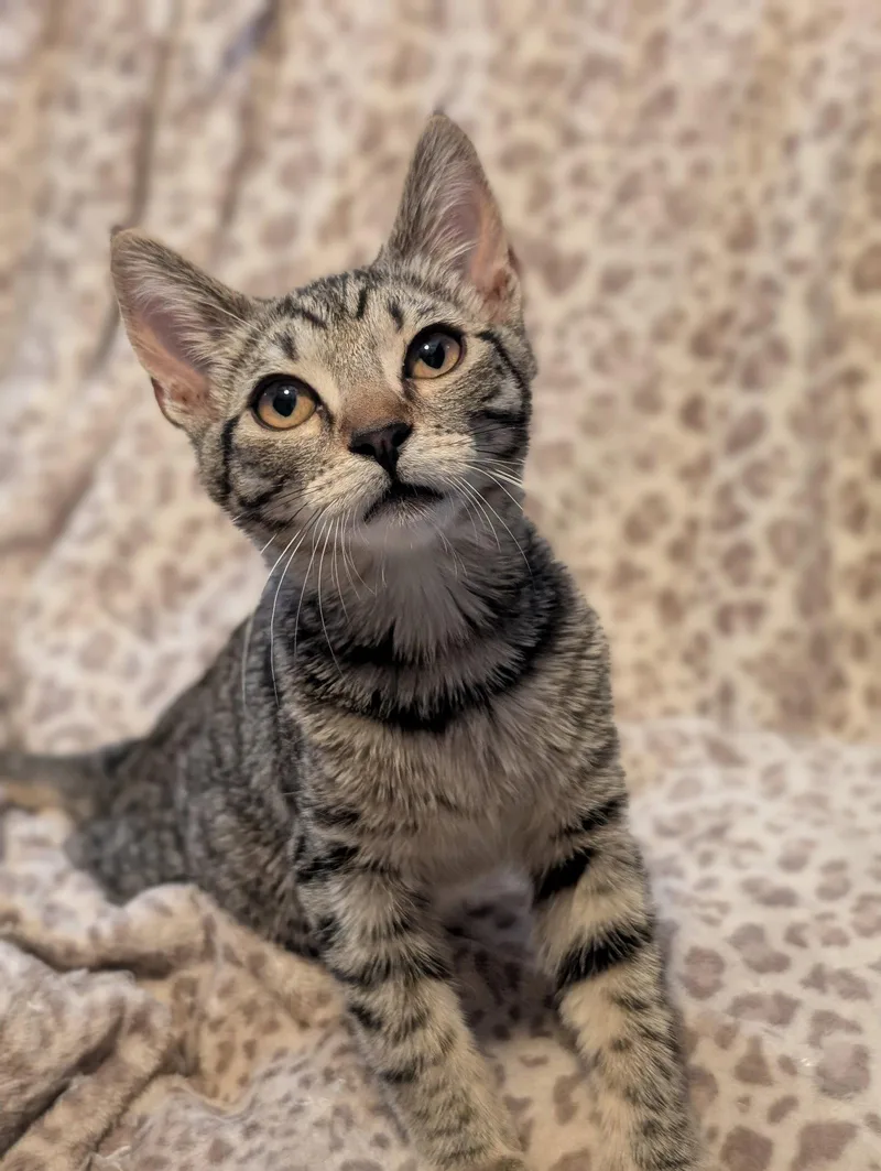 A young medium-sized female Domestic Short Hair cat named Mirage for adoption in Phoenix, AZ