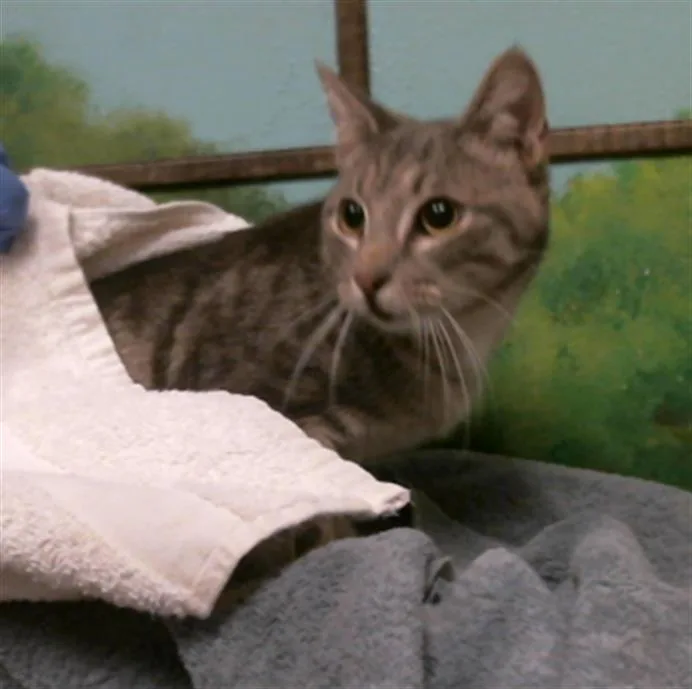 A young medium-sized male Domestic Short Hair cat named August for adoption in Houston, TX