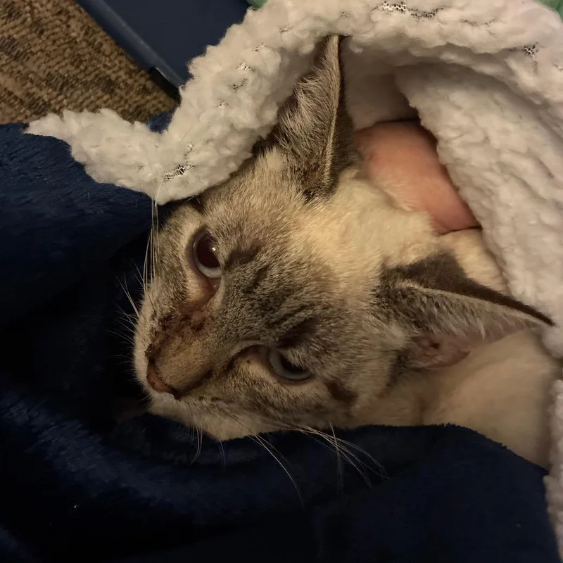 Skippyjon Jones thumbnail 2